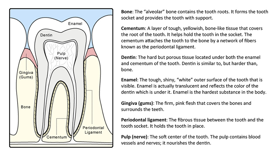 Tooth anatomy diagram